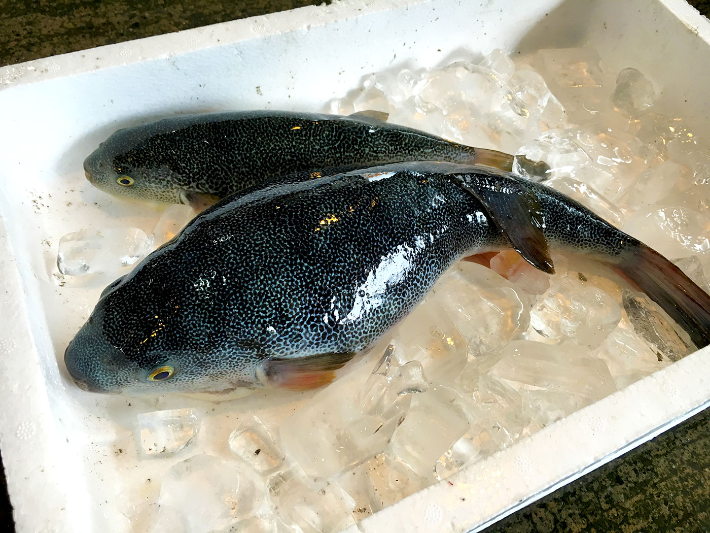 魚春水産 – 能登の水産物を高鮮度でお届け