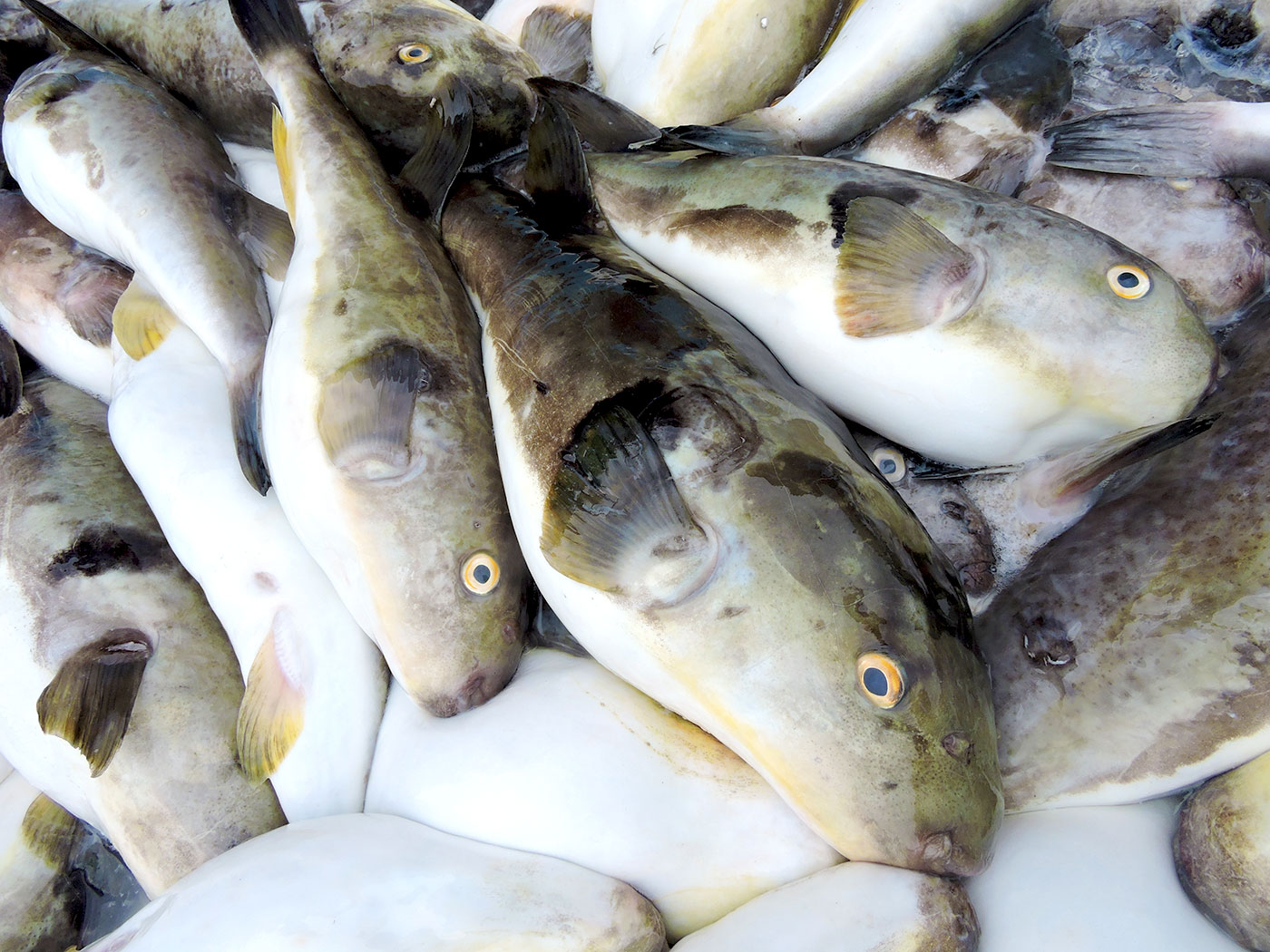まふぐフィーレ 魚春水産